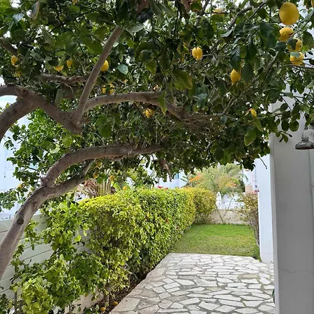 Sweet Lemon *